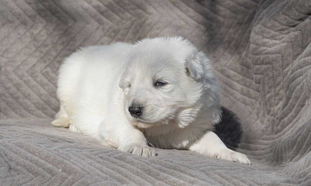 des Trois Land - Chiots disponibles - Berger Blanc Suisse