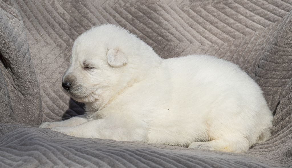 des Trois Land - Chiots disponibles - Berger Blanc Suisse