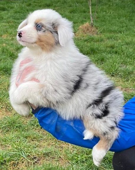 ARAGON Bleu merle 3 yeux vairons