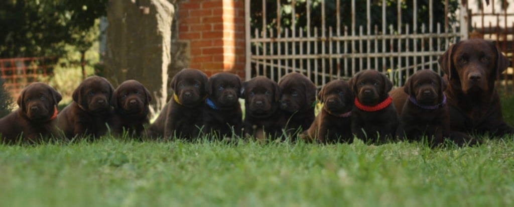 Chiot Labrador Retriever Du Bois De L'Ayade