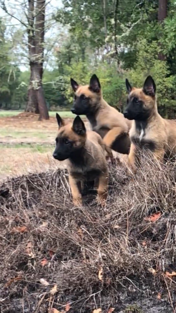 Chiot Berger Belge Des Loups De Lomprey