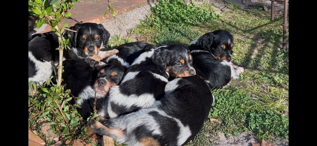 Chiot Epagneul Breton Des Loups De Lomprey