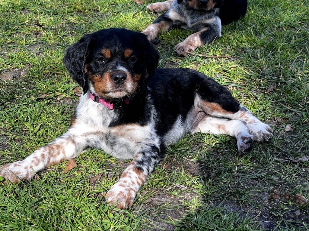 Des Loups De Lomprey - Chiots disponibles - Epagneul Breton