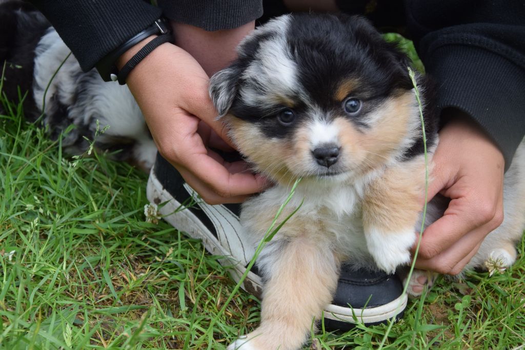 of Willyfriend - Chiots disponibles - Berger Américain Miniature 