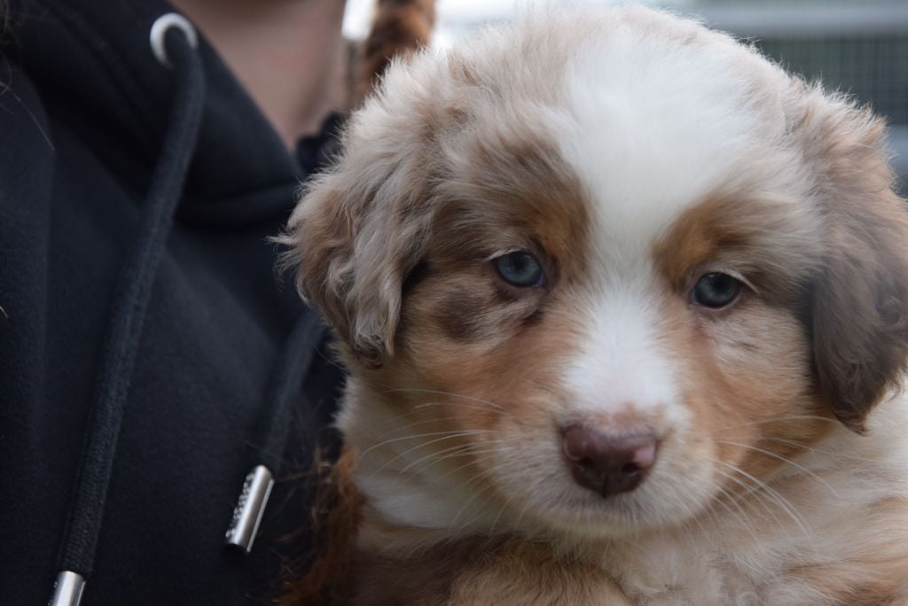 of Willyfriend - Chiots disponibles - Berger Américain Miniature 