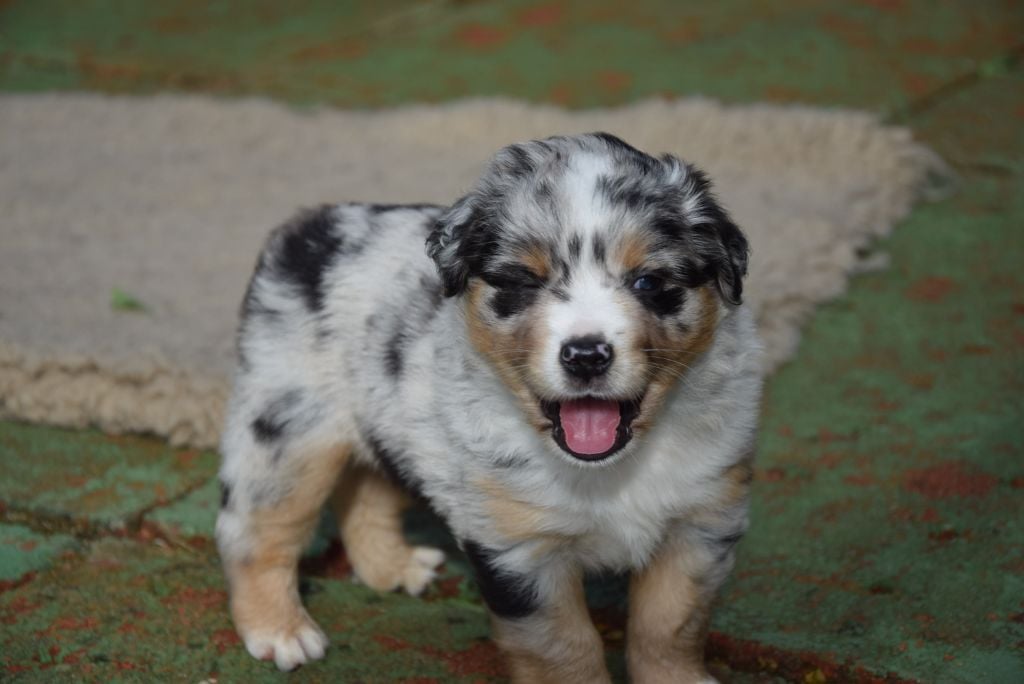 of Willyfriend - Chiots disponibles - Berger Américain Miniature 