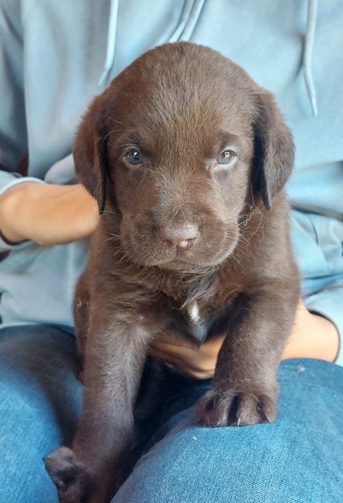 Les Petits Anges De La Noue - Chiots disponibles - Labrador Retriever