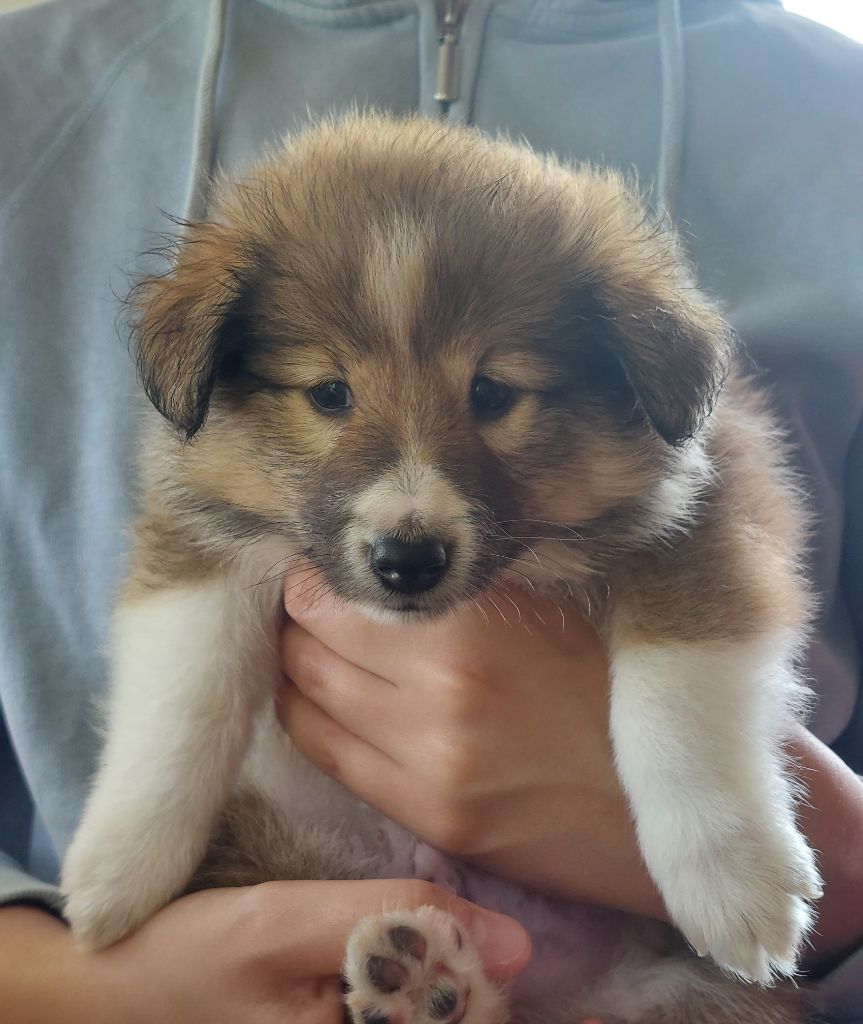 Les Petits Anges De La Noue - Shetland Sheepdog - Portée née le 13/05/2024