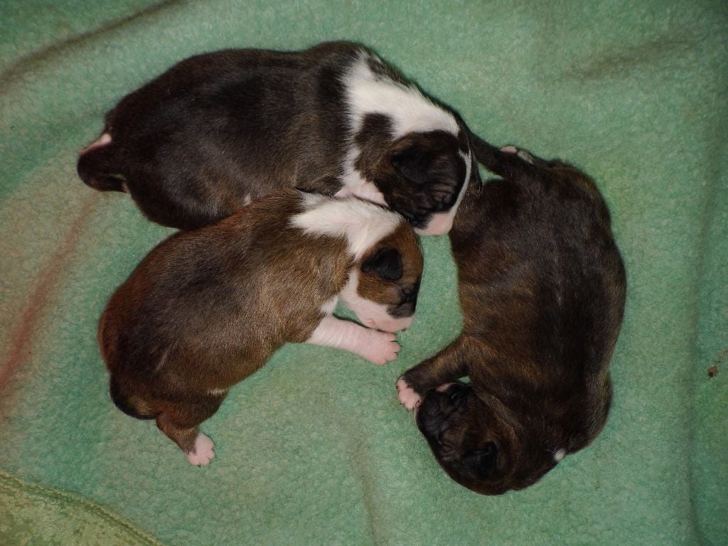 Chiot Bull Terrier des guerriers Paganiz