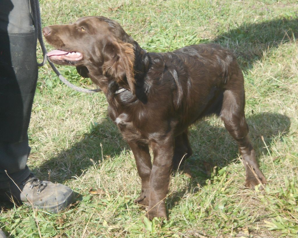 Des Ronciers Pourpres - Chiots disponibles - Chien d'Oysel allemand