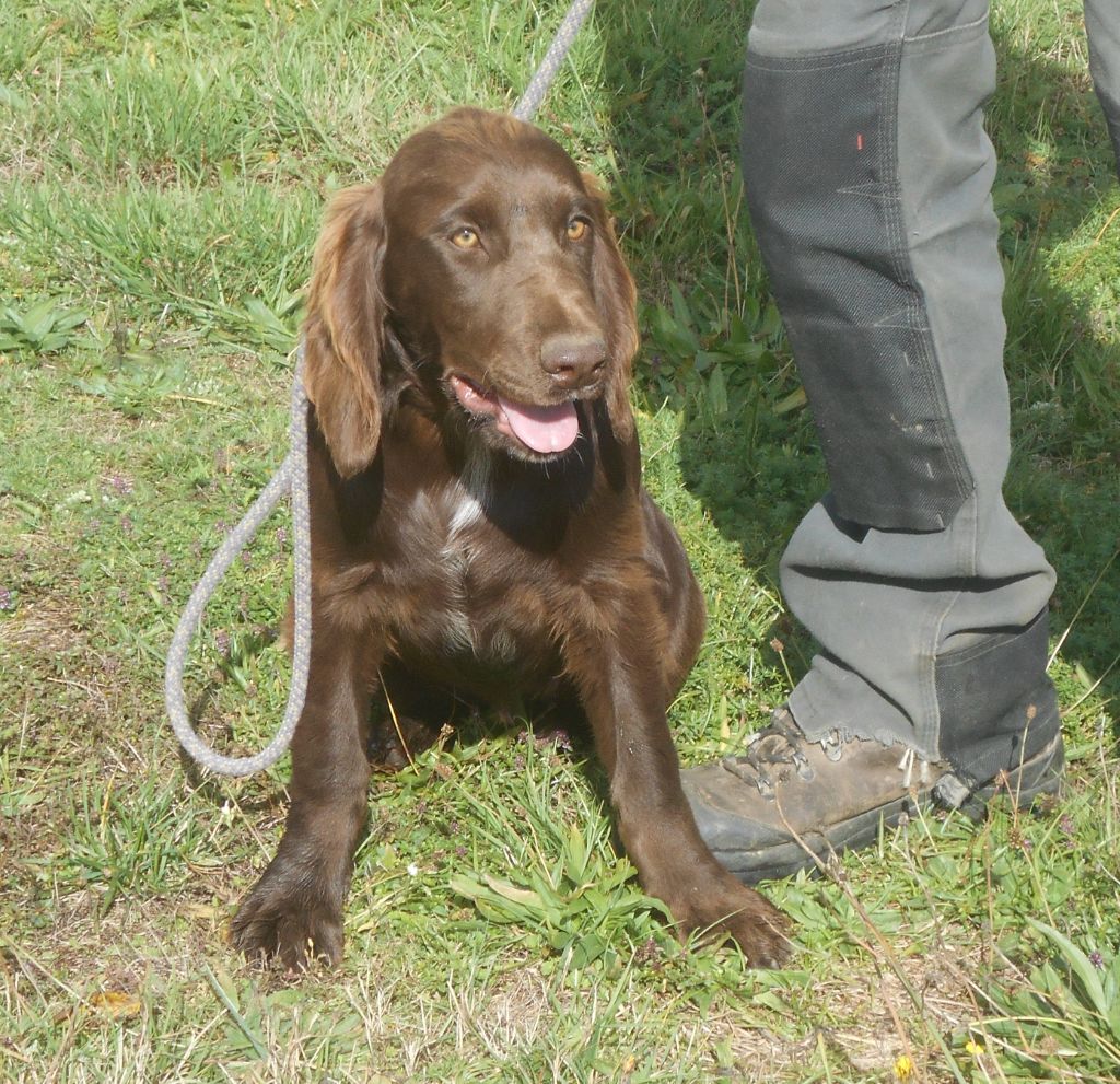 Des Ronciers Pourpres - Chiots disponibles - Chien d'Oysel allemand