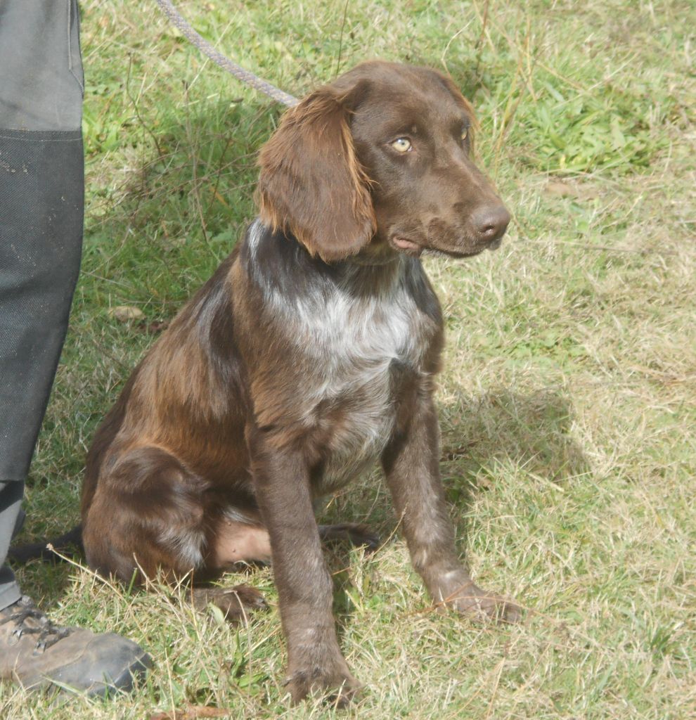 Des Ronciers Pourpres - Chiots disponibles - Chien d'Oysel allemand