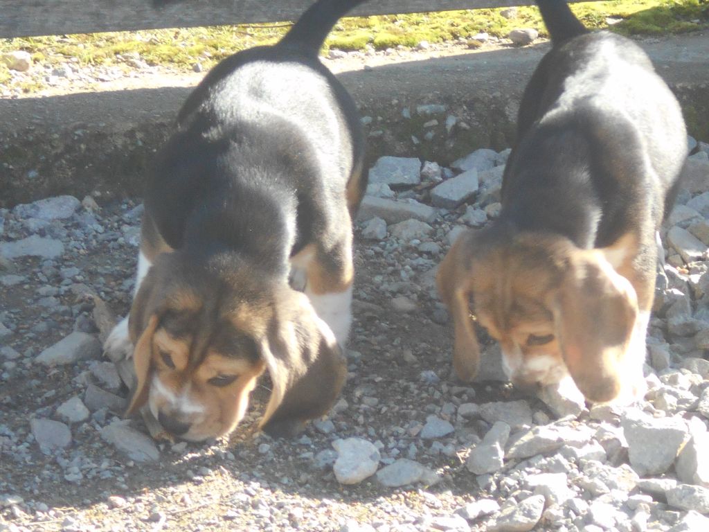 Des Ronciers Pourpres - Beagle - Portée née le 08/01/2024