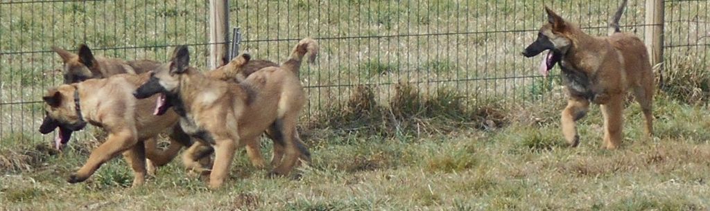 Chiot Berger Belge Des Ronciers Pourpres