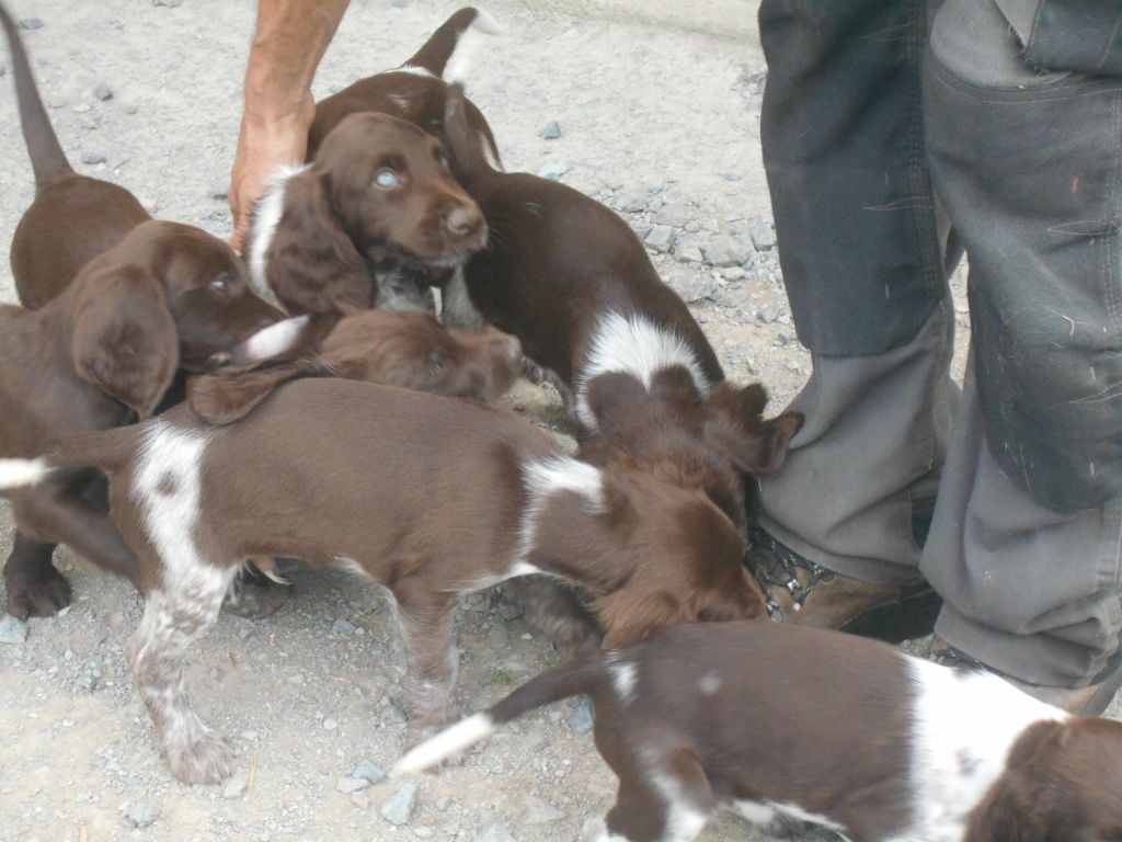 Chiot Chien d'Oysel allemand Des Ronciers Pourpres