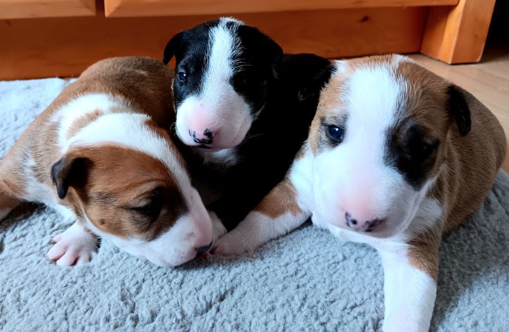 Chiot Bull Terrier Emotion In Motion