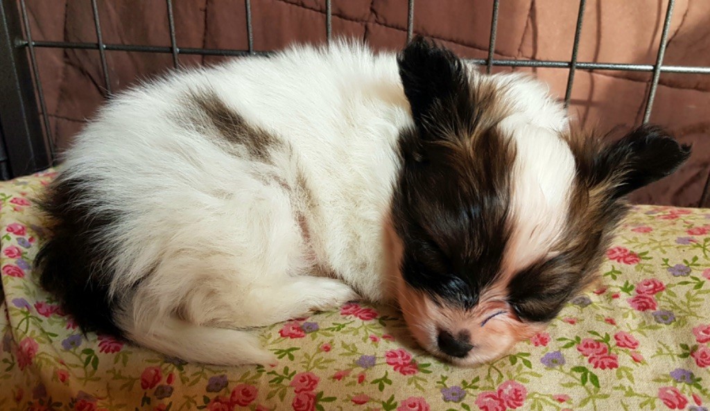 Chiot Epagneul nain Continental (Papillon) Des Champs D'Avat