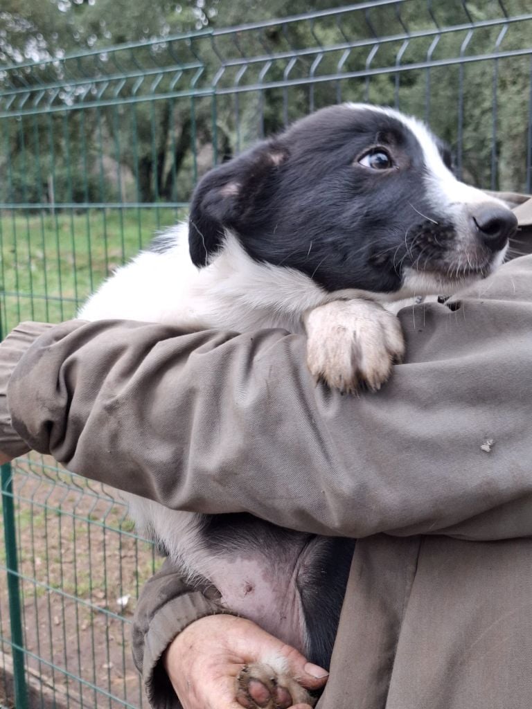 chiots disponibles 