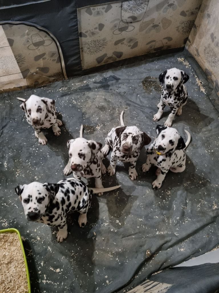 Chiot Dalmatien Whispering To The Angels