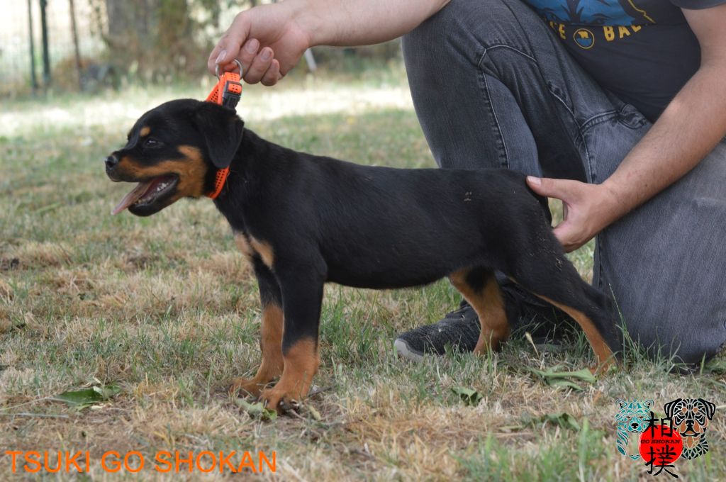 Go Shokan - Chiots disponibles - Rottweiler