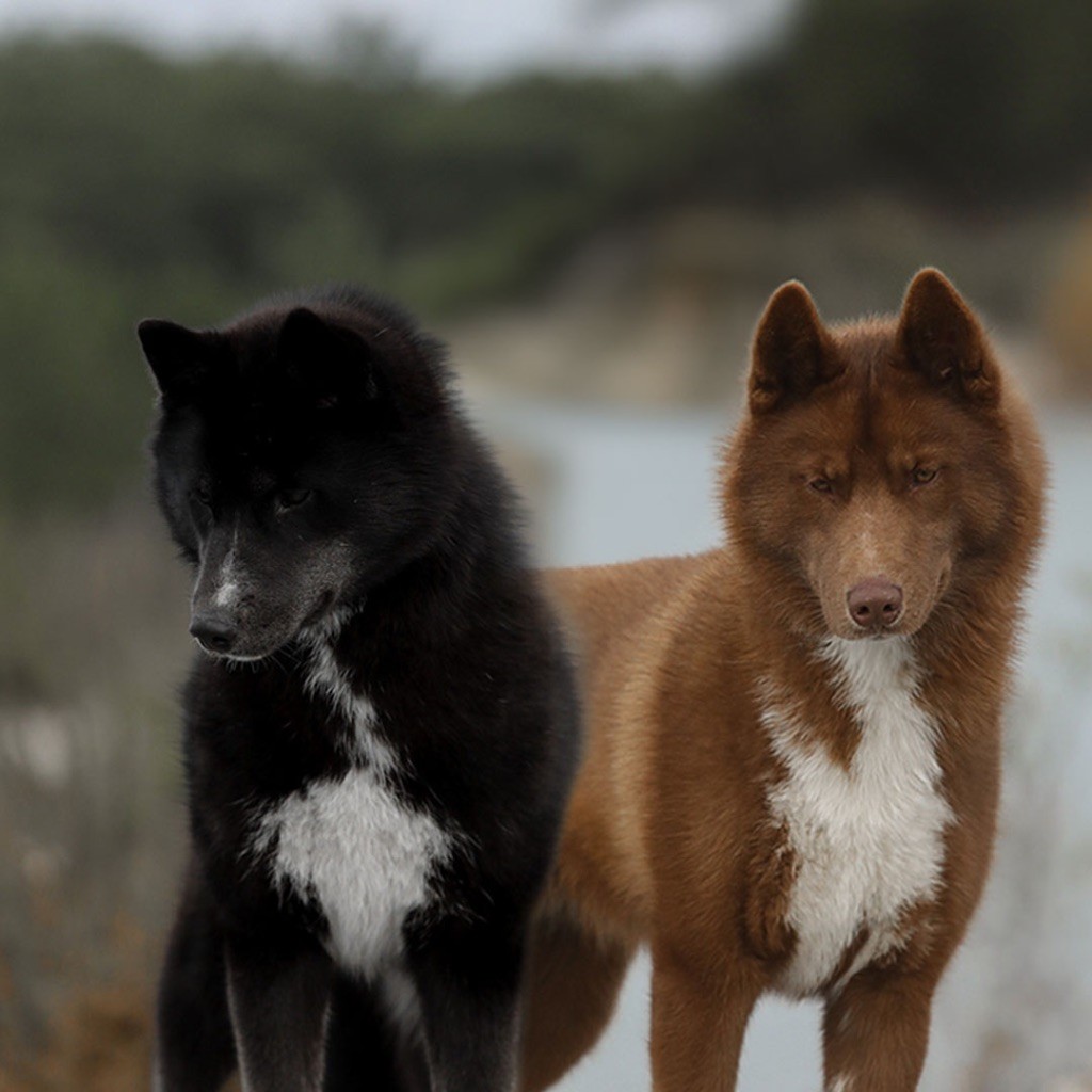 NEXT LITTER / PROCHAINE PORTÉE !