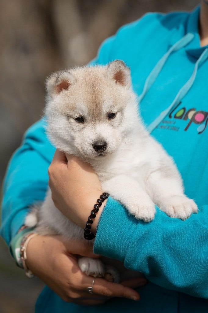 Of Umok's Dreams - Chiots disponibles - Siberian Husky