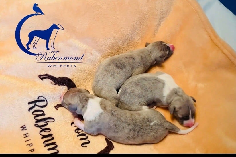 Vom Rabenmond - Nos chiots sont nés le 29.01.25 3 male et 3 femelle