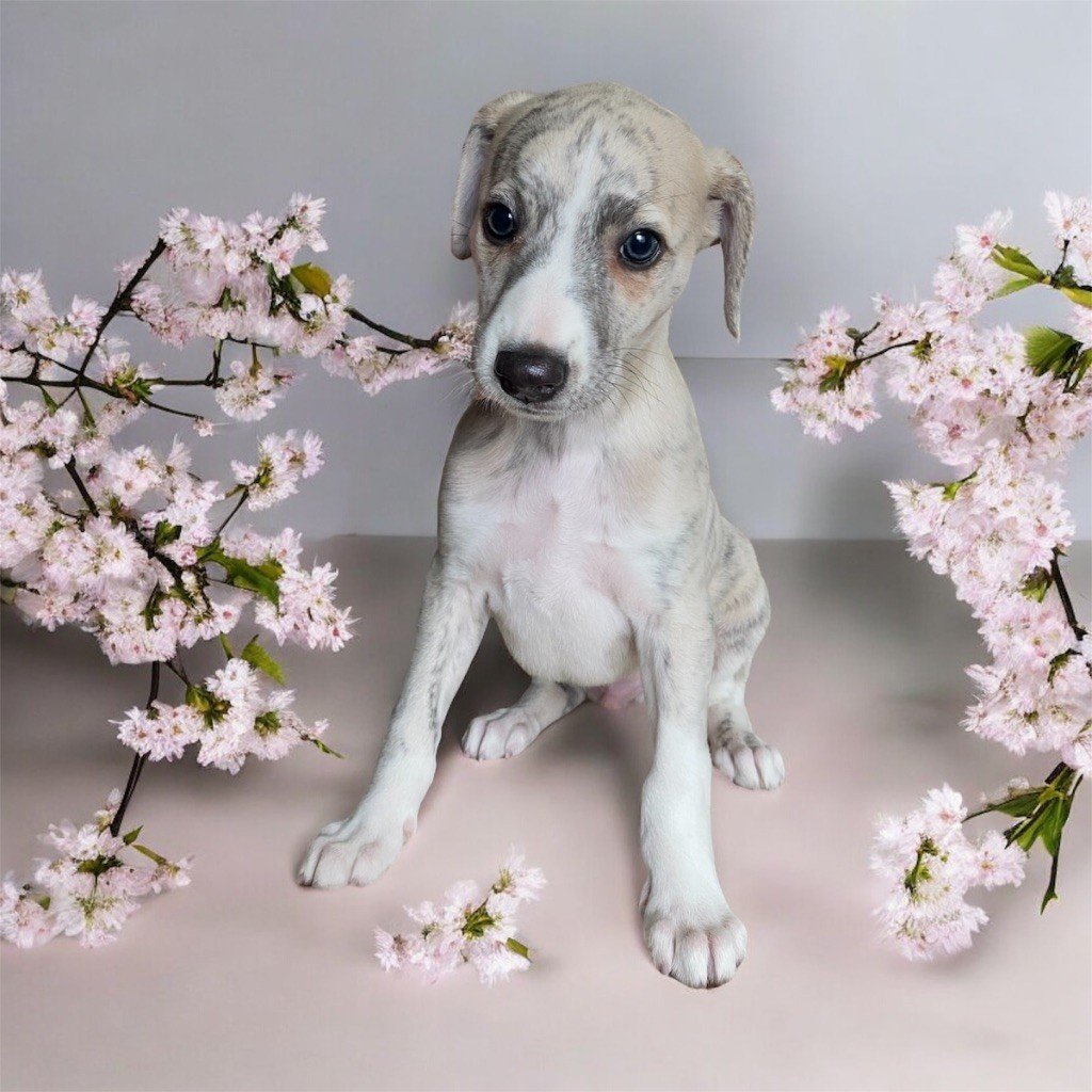 Vom Rabenmond - Chiots disponibles - Whippet