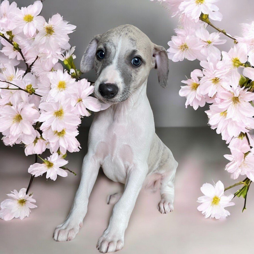 Vom Rabenmond - Chiots disponibles - Whippet