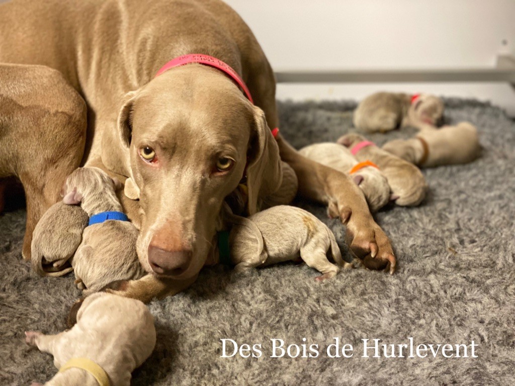 NAISSANCE des petits des Bois de Hurlevent