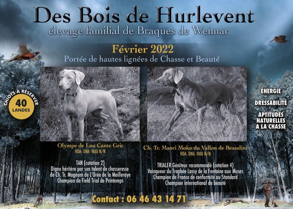 Notre Première Portée Des Bois de Hurlevent