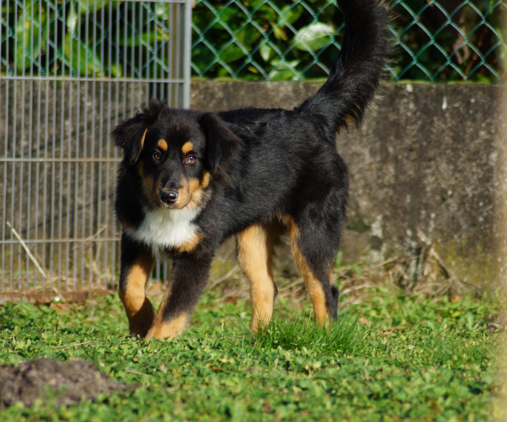 Des Terres De La Bayolle - Chiots disponibles - Berger Américain Miniature 