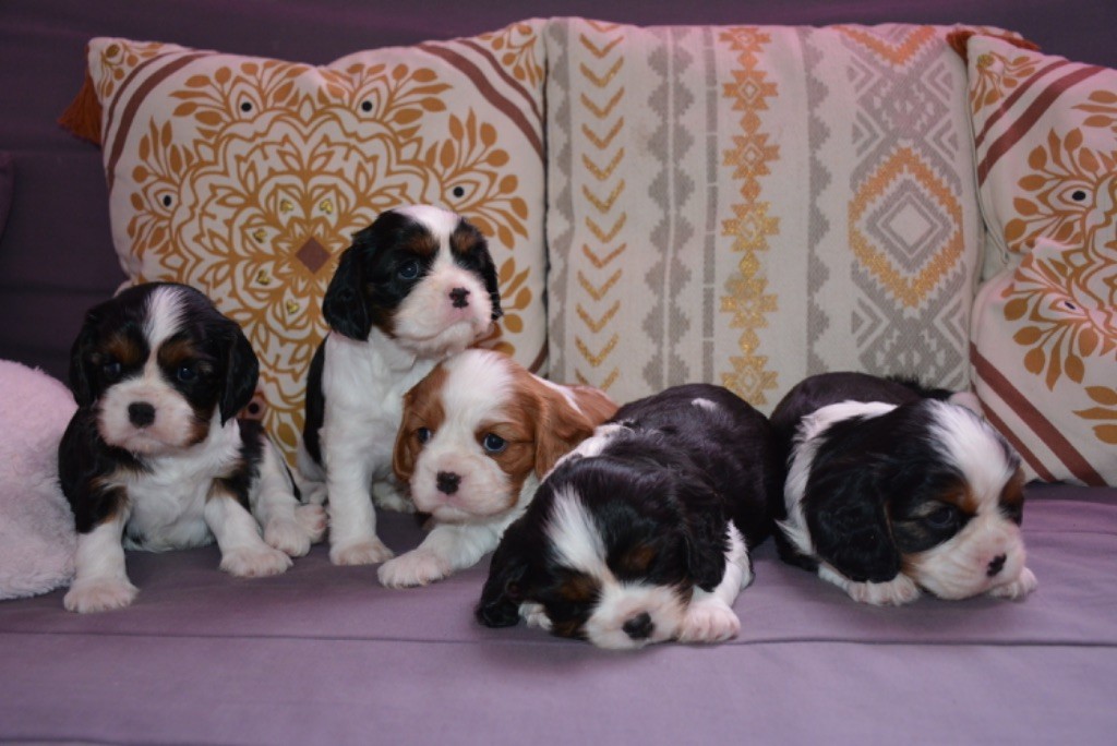 Des Cascades De Jade - Cavalier King Charles Spaniel - Portée née le 09/02/2022