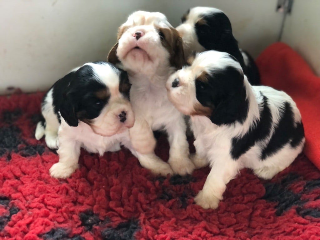 Chiot Cavalier King Charles Spaniel Des Cascades De Jade