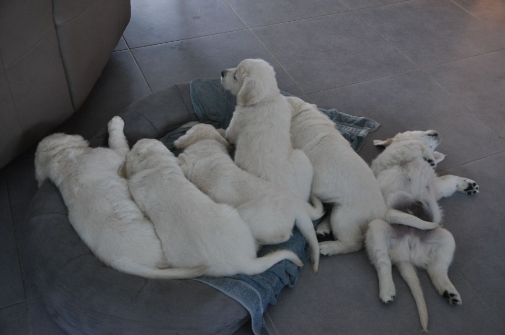 Chiot Golden Retriever des Rives De La Bethune