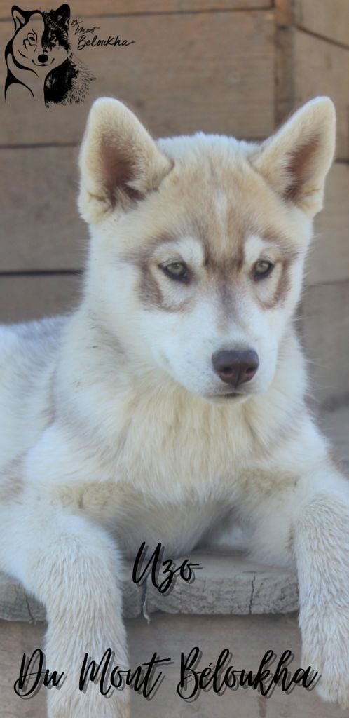 Du Mont Beloukha - Siberian Husky - Portée née le 19/01/2023