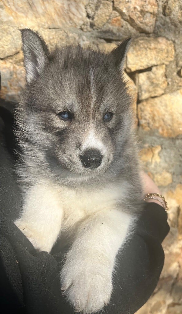 Du Mont Beloukha - Chiots disponibles - Siberian Husky