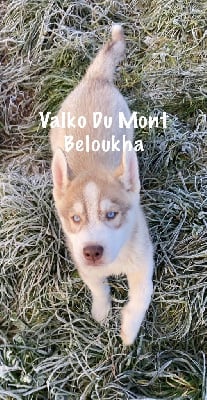 VALKO