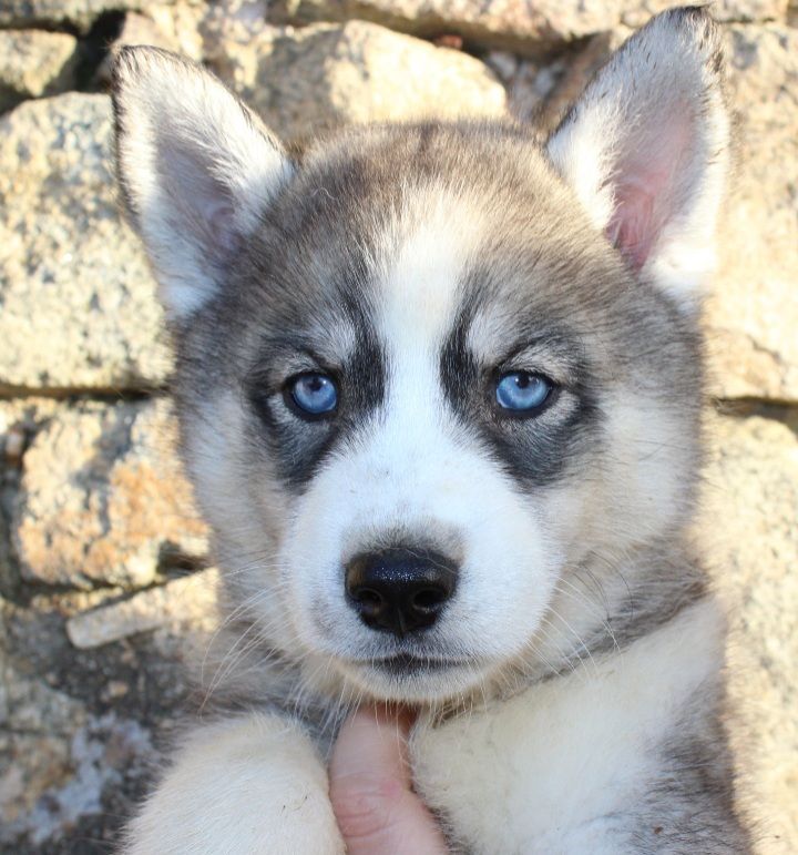 Du Mont Beloukha - Siberian Husky - Portée née le 17/09/2023