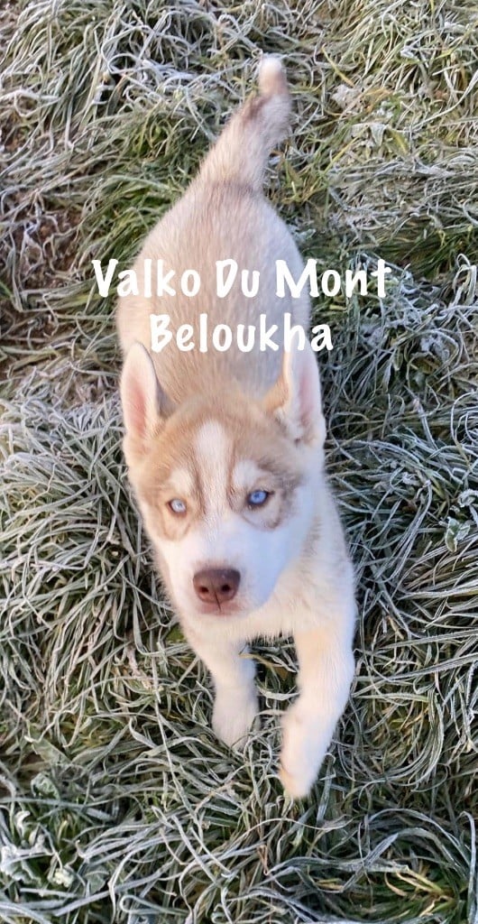 Du Mont Beloukha - Chiots disponibles - Siberian Husky