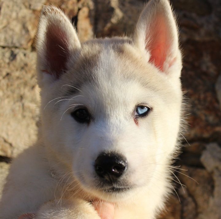 Du Mont Beloukha - Siberian Husky - Portée née le 19/09/2023