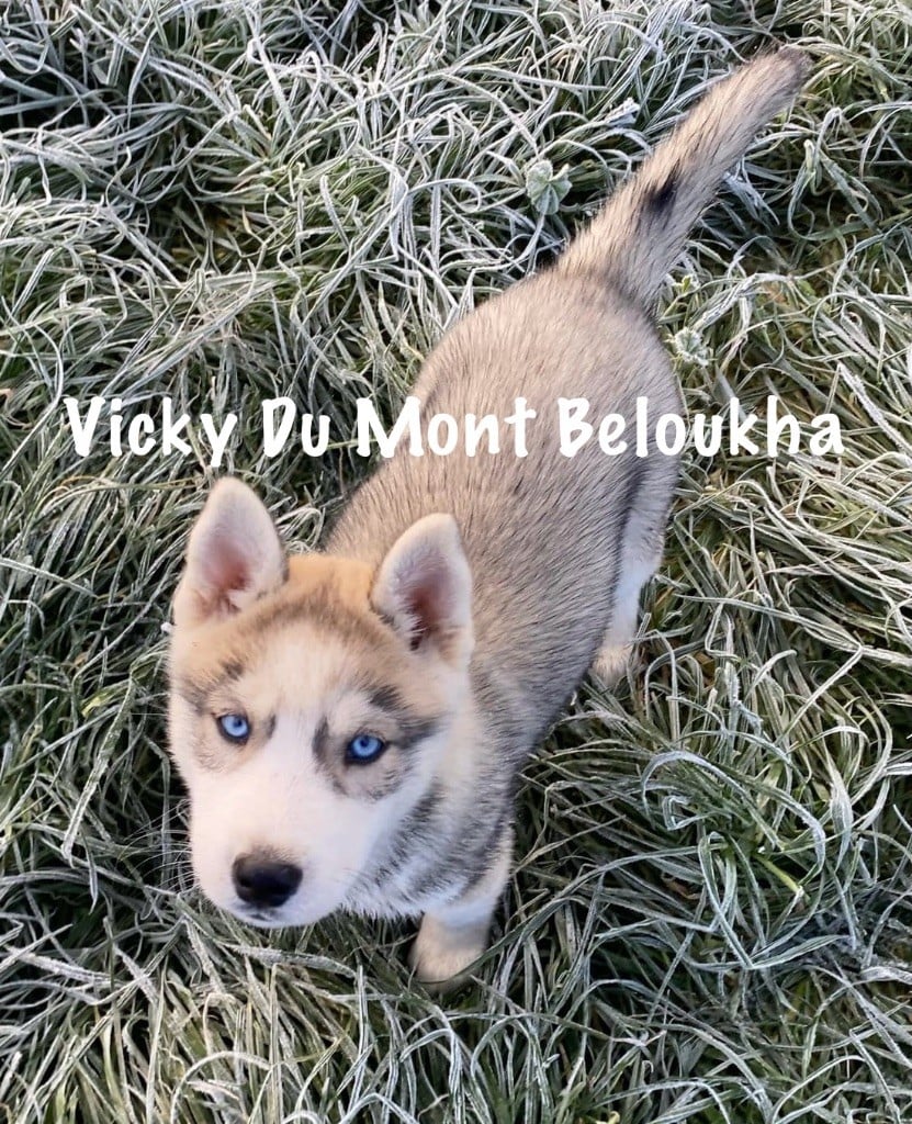 Du Mont Beloukha - Chiots disponibles - Siberian Husky