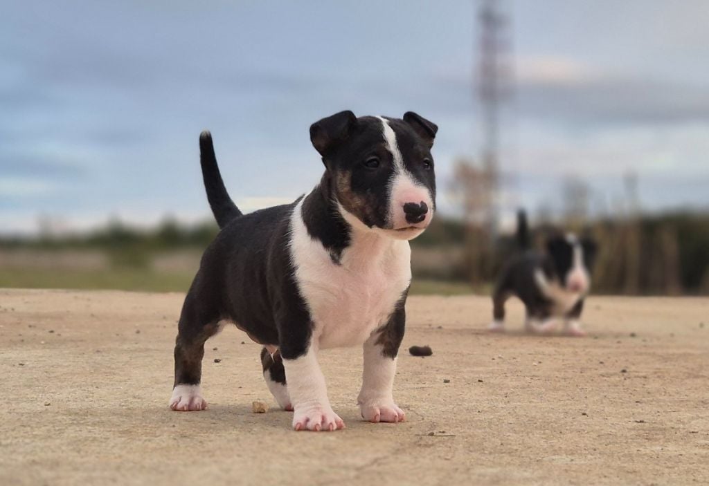 De L'Eternel De Gaya  - Bull Terrier Miniature - Portée née le 04/11/2024