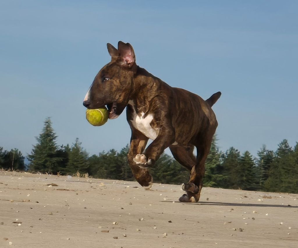 De L'Eternel De Gaya  - Bull Terrier - Portée née le 01/07/2024