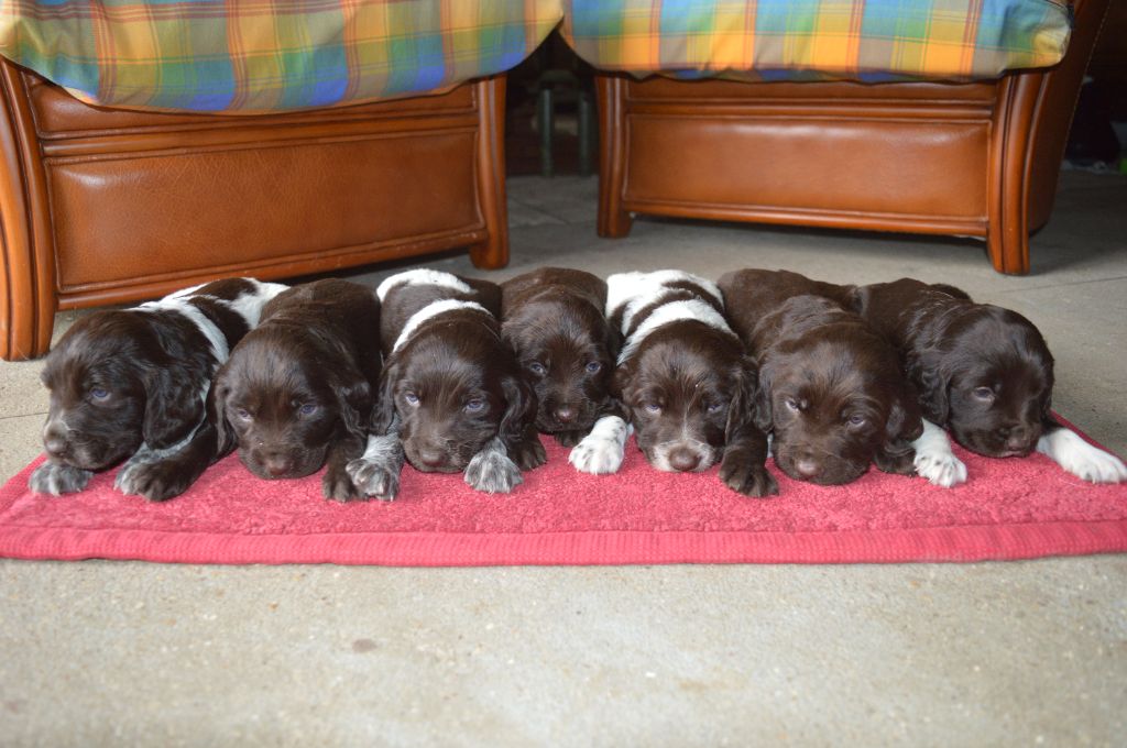 Chiot Chien d'Oysel allemand De La Foret D'Auge