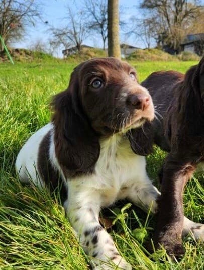 De La Foret D'Auge - Chiots disponibles - Chien d'Oysel allemand