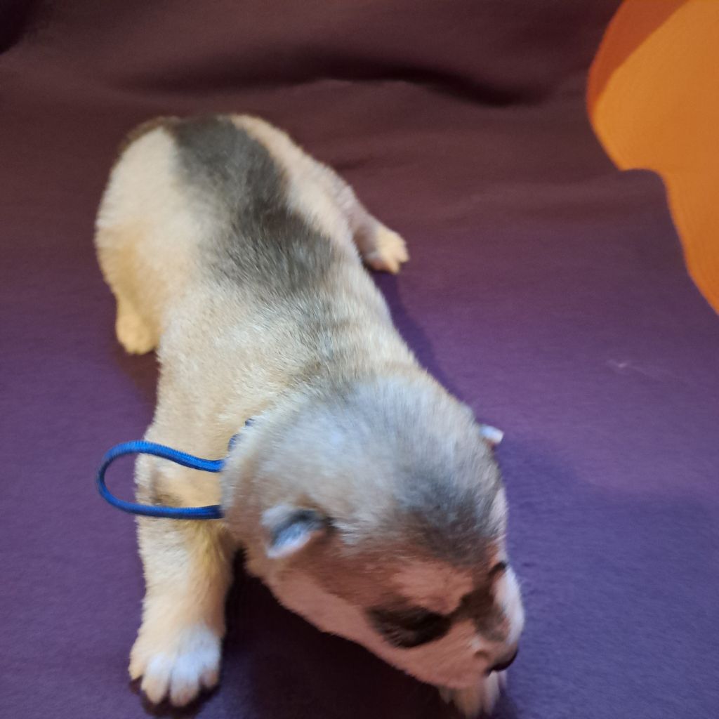 Of Wolves Children Of The Moon - Chiots disponibles - Siberian Husky