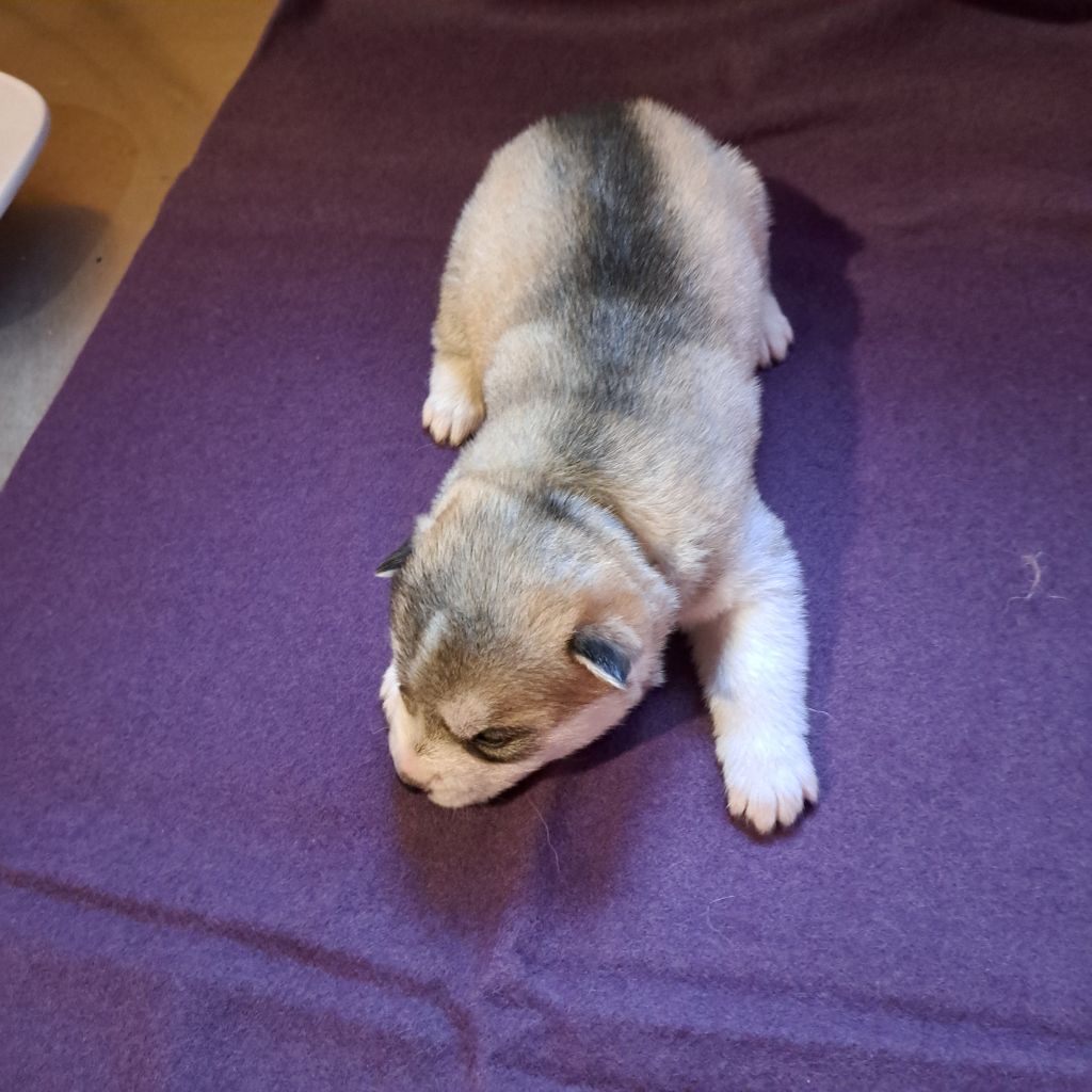 Of Wolves Children Of The Moon - Chiots disponibles - Siberian Husky