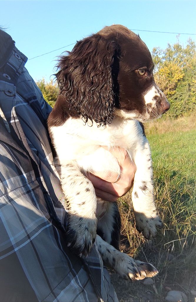 Des Crocs Du Mas - English Springer Spaniel - Portée née le 06/09/2022