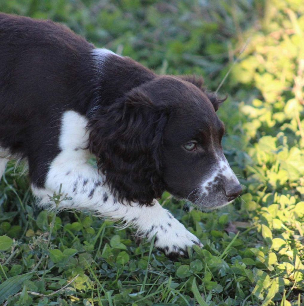 Des Crocs Du Mas - Chiots disponibles - English Springer Spaniel